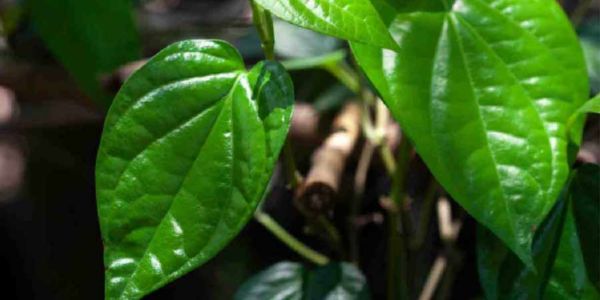 সরকারি সুবিধা নেই, পান চাষে বিমুখ উত্তরের চাষিরা